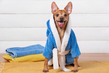 little brown dog in a blue terry bathrobe smiling, opening his mouth, concept of relaxation and spa procedures - obrazy, fototapety, plakaty