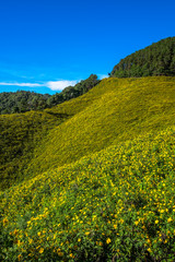 Fototapeta na wymiar Yellow flower (Tree marigold) field with bright sky.