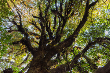 Fototapeta premium Beautiful and shady forest in Thailand