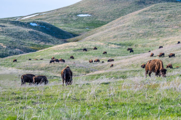 American Bison in the field of Custer State Park, South Dakota