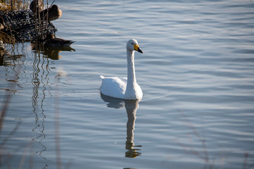 Swan