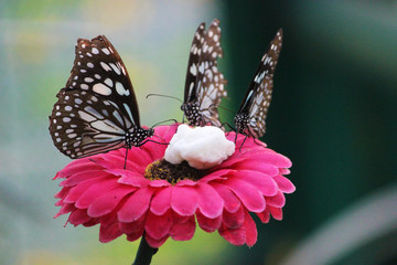 3 butterflies