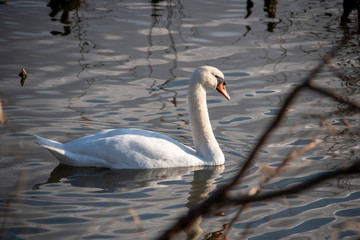 Swan