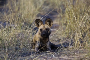 Moremi East National Park, Botswana