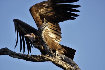 Moremi East National Park, Botswana