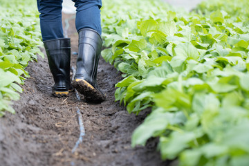 Farmers are examining the quality of vegetable plots.