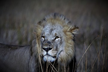 Moremi East National Park, Botswana