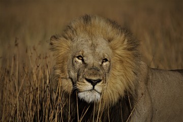 Moremi East National Park, Botswana