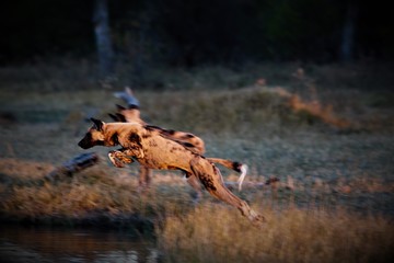 Moremi East National Park, Botswana