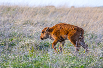 Red Dogs in the field of Custer State Park, South Dakota