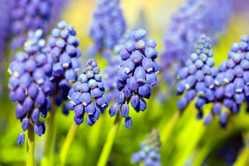 The first spring purple flowers