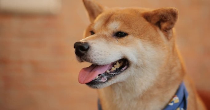 Close-up portrait of adorable dog shiba inu. Animals and nature concept.