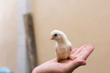 Cute chicks on hand