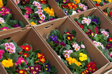 beautiful colorful flowers on the market, photographed close-up
