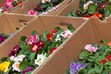 beautiful colorful flowers, photographed in cardboard boxes at a market in Serbia for sale