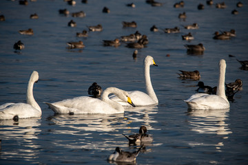 Swan  bird