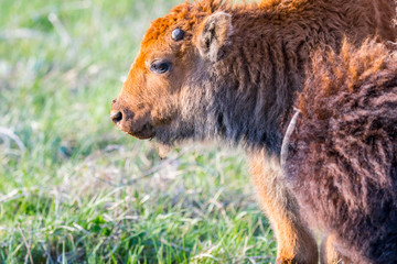 Red Dogs in the field of Custer State Park, South Dakota