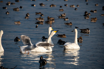 Fototapeta premium Swan bird
