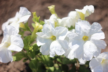 Morning petunia flower in the garden