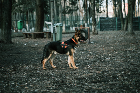 dog in parck