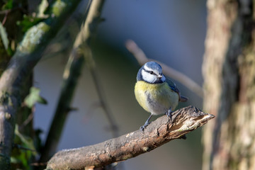 Blue Tit (Cyanistes caeruleus) in the nature protection area Moenchbruch near Frankfurt, Germany.