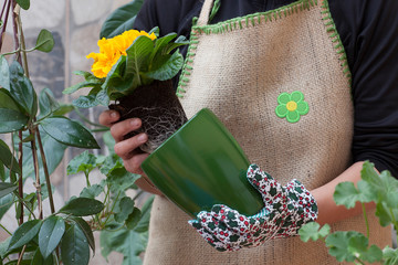 girls transplant beautiful flowers, photograph hands holding pots and plant roots