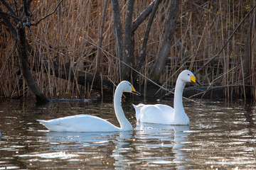 Swan  bird