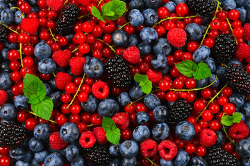 Blackberry, raspberry, blueberry,  red currant and mint background.