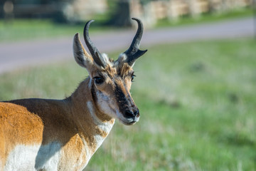 Pronghorn in the field of Custer State Park, South Dakota