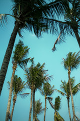 nice tropical with blue sky, palms tree, green leave 