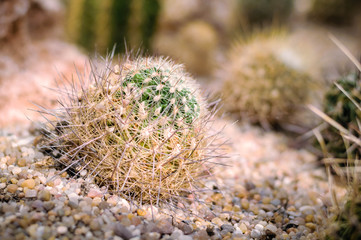decorative tropical cactus in the Botanical garden