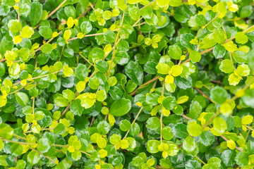 Green leaf shrub background texture