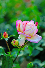 バラの花、伊丹市のバラ公園で見つけたプリンセス　ドゥ　モナコ