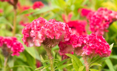 Red Flowers in the garden