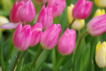 チューリップ