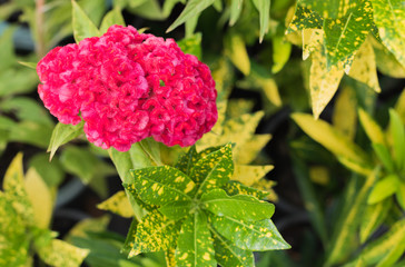 Red Flowers in the garden