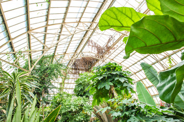 Exotic Nature Background, Natural Background, Botanic Gardens, Fresh Green Plants, Tropical Plant Foliage