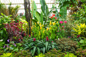 plants in greenhouse
