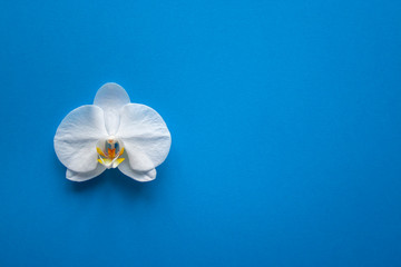 Fototapeta na wymiar Orchid flower on trendy blue color of 2020 year background top view. Backdrop with place for text, sale, design, women day, holiday
