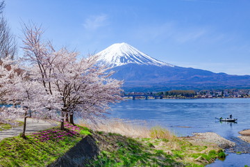 富士山と満開の桜、山梨県富士河口湖町河口湖にて
