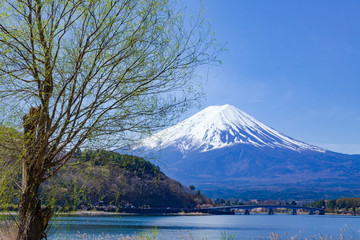 富士山と新緑の柳の木、山梨県富士河口湖町河口湖にて