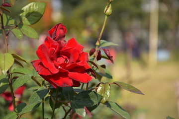 red rose in garden