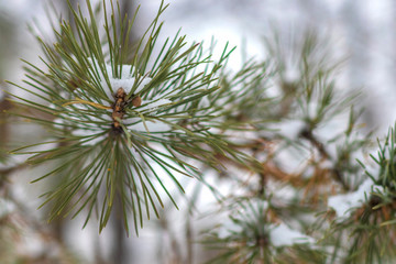 Close-up of snow-covered pine branches in a winter park