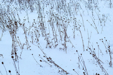 Dry grass in a snowy meadow, natural background with texture effect