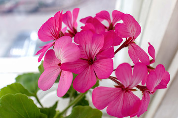 Closeup of a homemade pink geranium flower on a windowsill. Selective focus.
