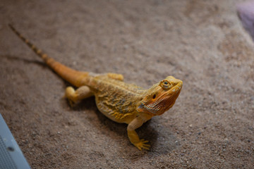 Reptiles and nature. Portrait of a central bearded dragon, a species of agamida lizard found in arid and semi-arid areas of Australia.