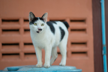 Portrait of white and black cat at home, close up Thai cat