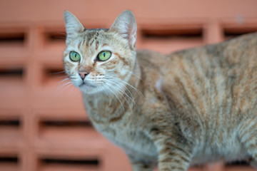 Portrait of striped cat resting at home, close up Thai cat