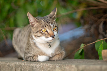 Portrait of striped cat looking something, close up Thai cat