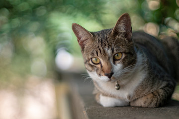 Portrait of striped cat looking something, close up Thai cat